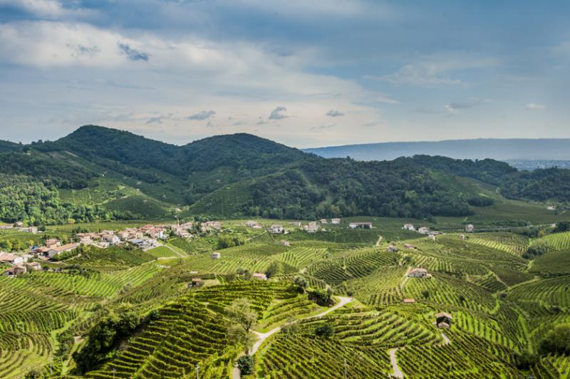 Vineyards of Prosecco, Veneto